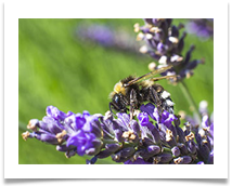 Bee on Lavender 4 - James Leslie